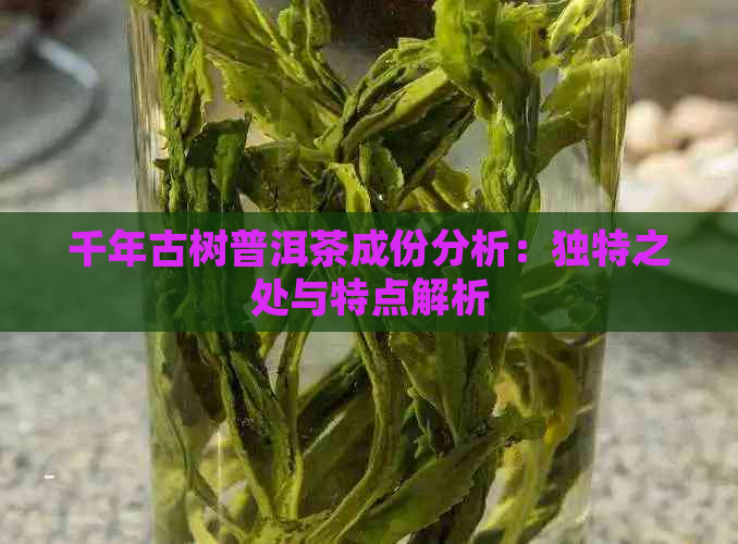 千年古树普洱茶成份分析：独特之处与特点解析