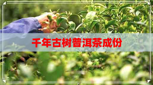 千年古树普洱茶成份