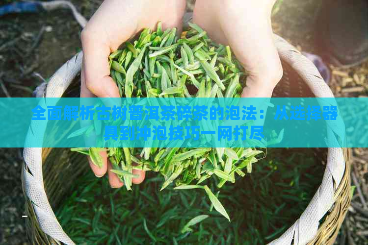 全面解析古树普洱茶碎茶的泡法：从选择器具到冲泡技巧一网打尽