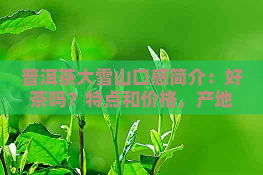 普洱茶大雪山口感简介：好茶吗？特点和价格，产地在哪里？