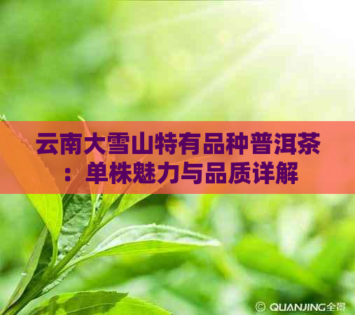 云南大雪山特有品种普洱茶：单株魅力与品质详解