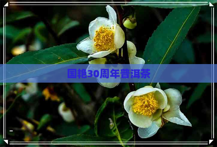 国艳30周年普洱茶