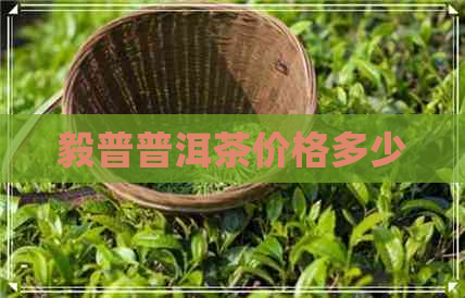 毅普普洱茶价格多少