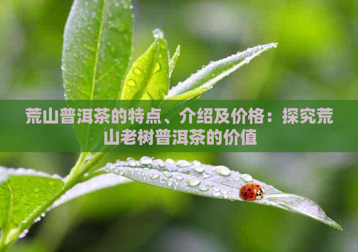 荒山普洱茶的特点、介绍及价格：探究荒山老树普洱茶的价值