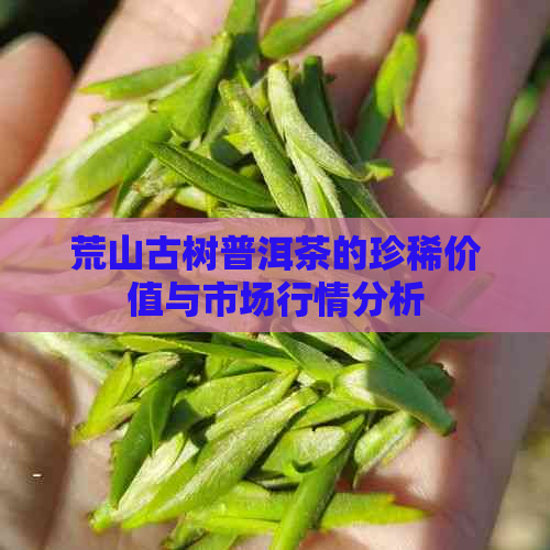 荒山古树普洱茶的珍稀价值与市场行情分析