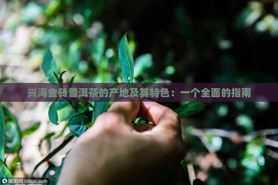 兴海金砖普洱茶的产地及其特色：一个全面的指南