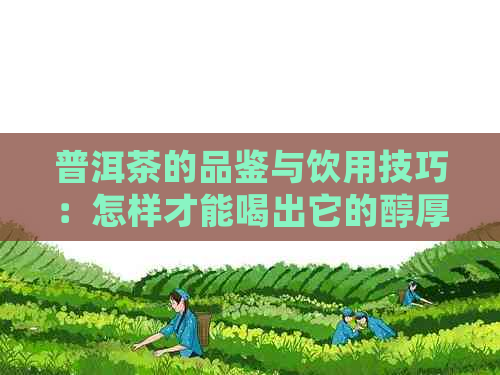 普洱茶的品鉴与饮用技巧：怎样才能喝出它的醇厚与独特？