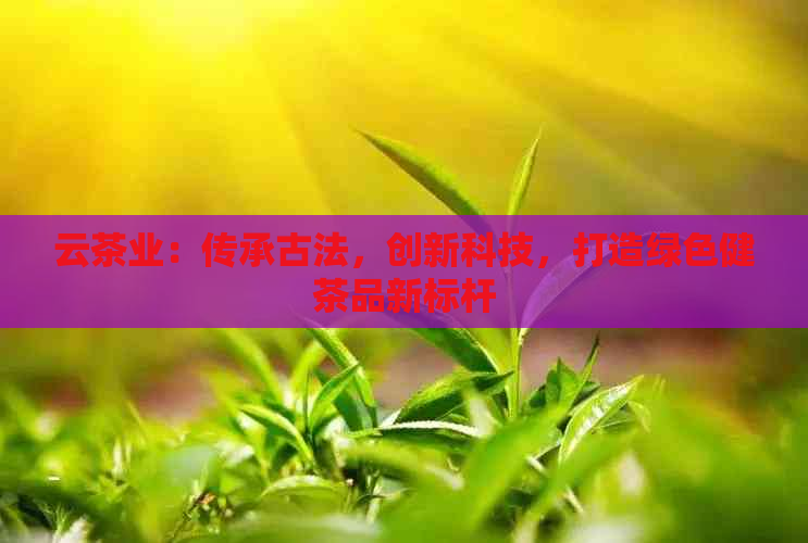 云茶业：传承古法，创新科技，打造绿色健茶品新标杆