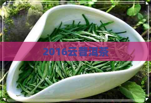 2016云普洱茶