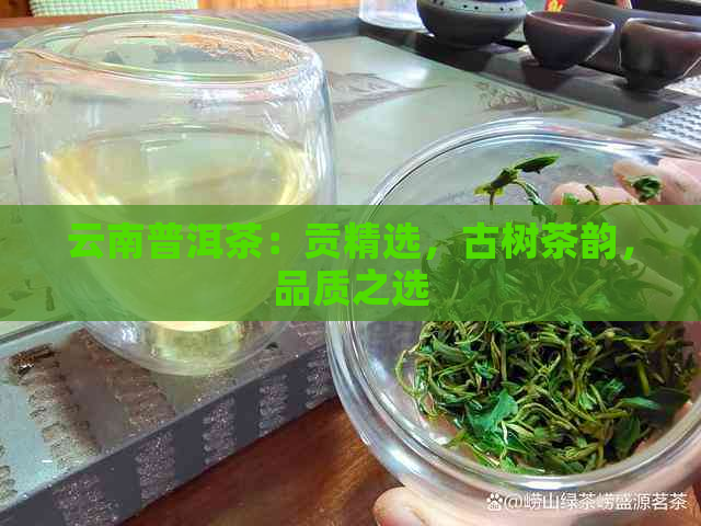 云南普洱茶：贡精选，古树茶韵，品质之选