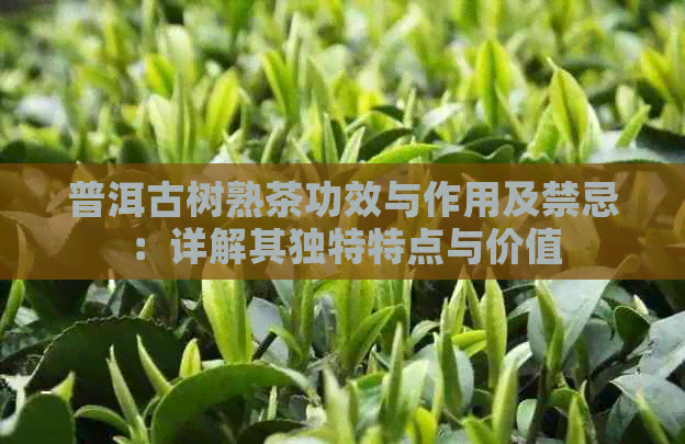 普洱古树熟茶功效与作用及禁忌：详解其独特特点与价值