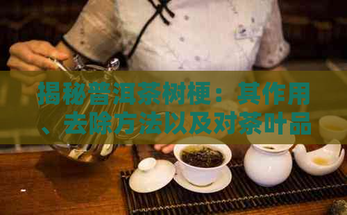 揭秘普洱茶树梗：其作用、去除方法以及对茶叶品质的影响