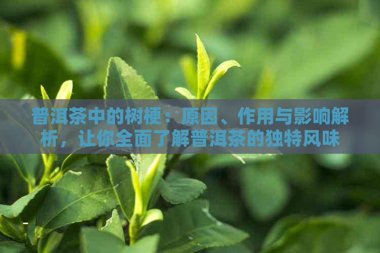 普洱茶中的树梗：原因、作用与影响解析，让你全面了解普洱茶的独特风味