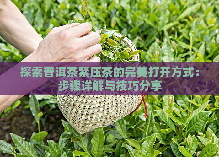 探索普洱茶紧压茶的完美打开方式：步骤详解与技巧分享