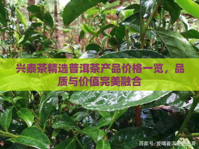 兴泰茶精选普洱茶产品价格一览，品质与价值完美融合