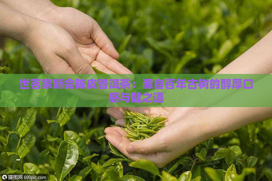 世茗家新会陈皮普洱茶：源自百年古树的醇厚口感与健之道