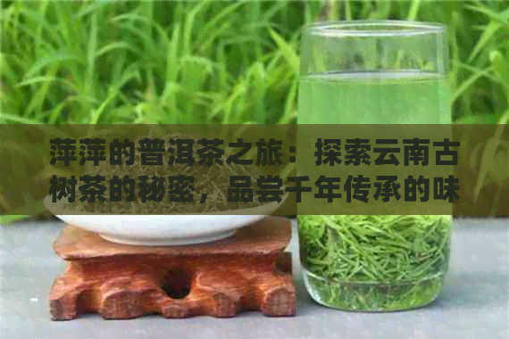 萍萍的普洱茶之旅：探索云南古树茶的秘密，品尝千年传承的味道