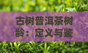 古树普洱茶树龄：定义与鉴别，探究普洱古茶树的岁月痕迹