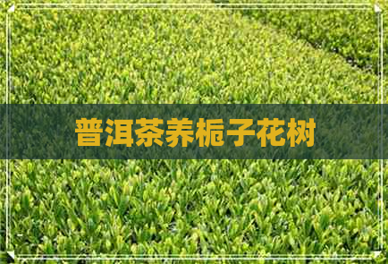 普洱茶养栀子花树