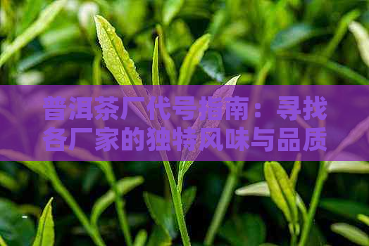 普洱茶厂代号指南：寻找各厂家的独特风味与品质