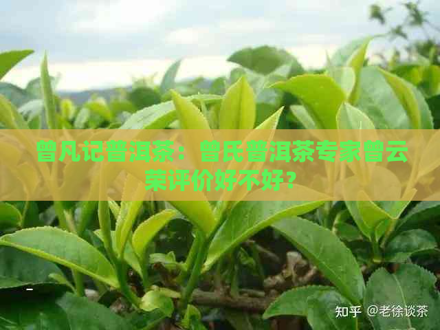 曾凡记普洱茶：曾氏普洱茶专家曾云荣评价好不好？