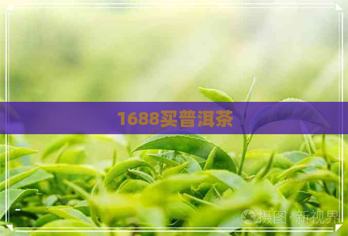 1688买普洱茶