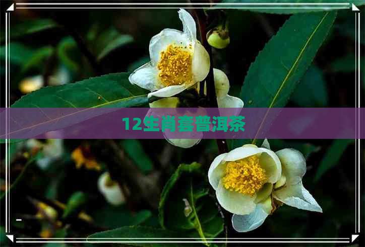 12生肖套普洱茶