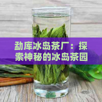 勐库冰岛茶厂：探索神秘的冰岛茶园与世界级茶叶工艺