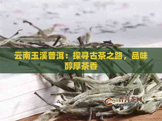 云南玉溪普洱：探寻古茶之路，品味醇厚茶香