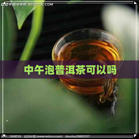 中午泡普洱茶可以吗