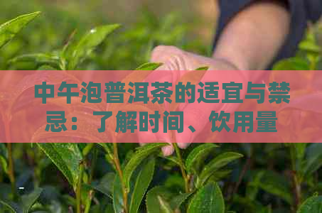 中午泡普洱茶的适宜与禁忌：了解时间、饮用量和注意事项，确保健饮茶