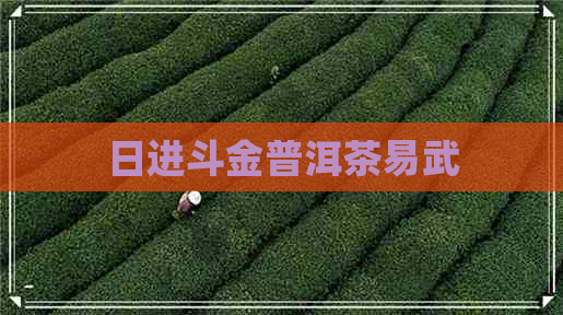 日进斗金普洱茶易武