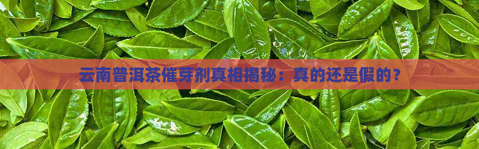 云南普洱茶催芽剂真相揭秘：真的还是假的？