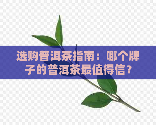 选购普洱茶指南：哪个牌子的普洱茶最值得信？