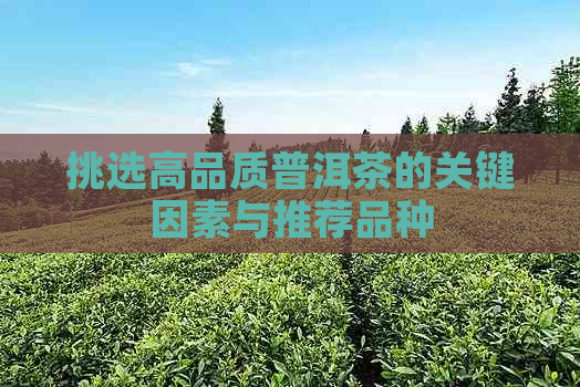 挑选高品质普洱茶的关键因素与推荐品种