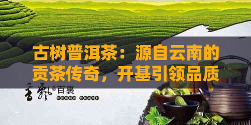 古树普洱茶：源自云南的贡茶传奇，开基引领品质新时代