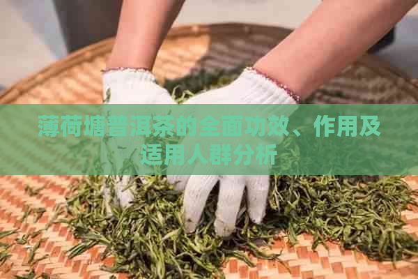 薄荷塘普洱茶的全面功效、作用及适用人群分析