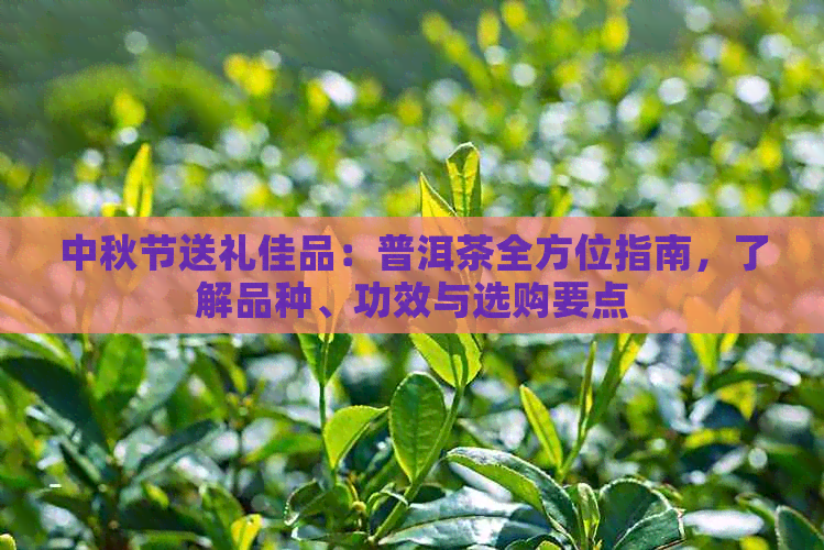 中秋节送礼佳品：普洱茶全方位指南，了解品种、功效与选购要点