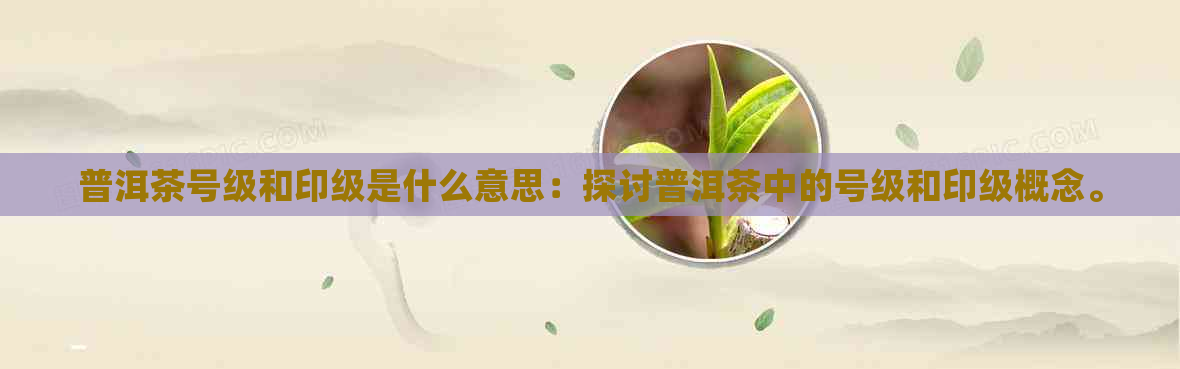 普洱茶号级和印级是什么意思：探讨普洱茶中的号级和印级概念。