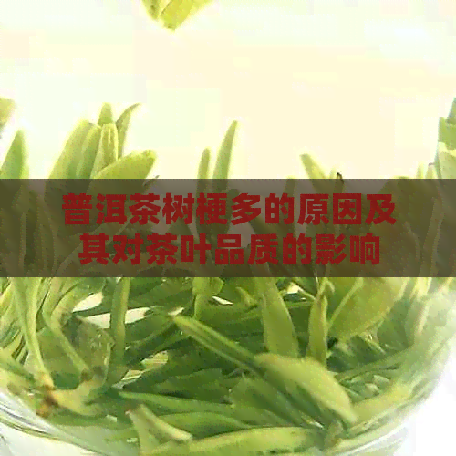 普洱茶树梗多的原因及其对茶叶品质的影响