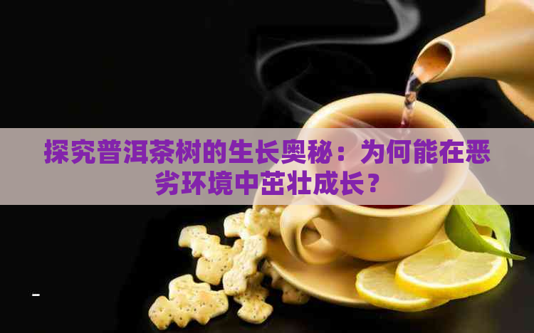 探究普洱茶树的生长奥秘：为何能在恶劣环境中茁壮成长？