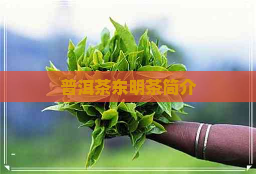 普洱茶东明茶简介