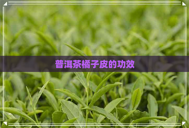 普洱茶橘子皮的功效