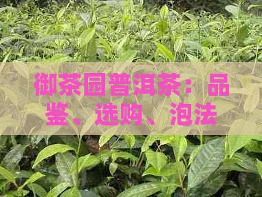 御茶园普洱茶：品鉴、选购、泡法与功效全方位解析，助您成为普洱茶专家