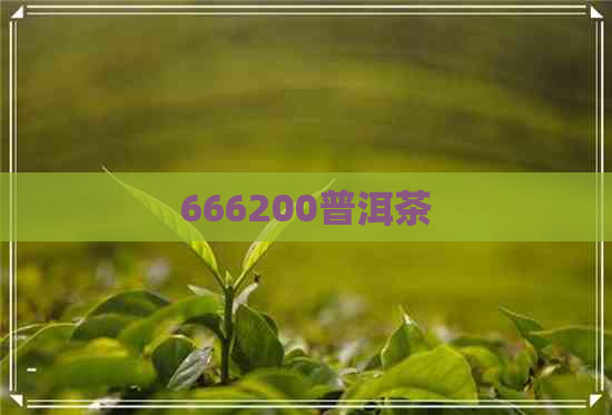 666200普洱茶