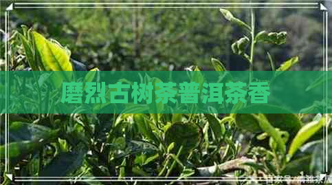 磨烈古树茶普洱茶香