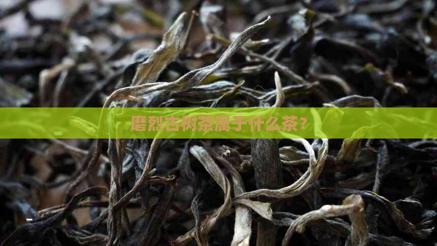 磨烈古树茶属于什么茶？