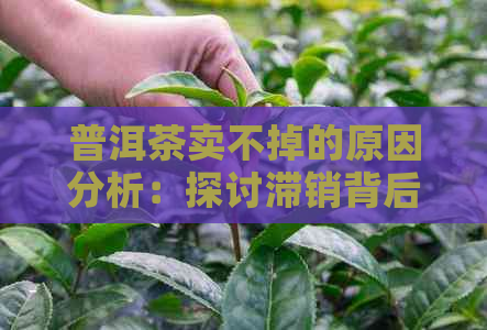 普洱茶卖不掉的原因分析：探讨滞销背后真正的问题