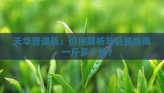 天华普洱茶：价格解析与品鉴指南，一斤多少钱？