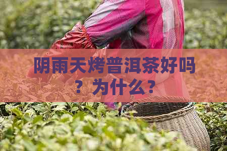 阴雨天烤普洱茶好吗？为什么？